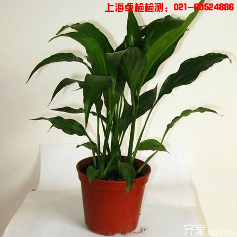 上海室內空氣質量檢測中心-上海CMA檢測報告